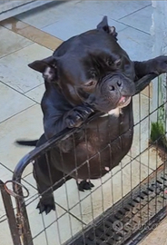American Bully Exotic