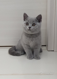 British shorthair