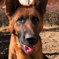 Pastore tedesco femmina 3 anni pedigree