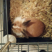 Pensione x piccoli animali