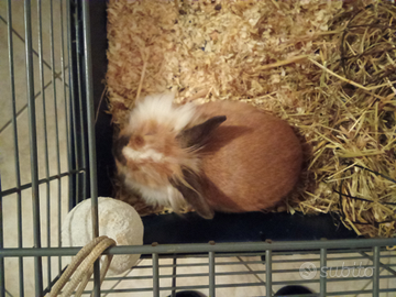 Pensione x piccoli animali