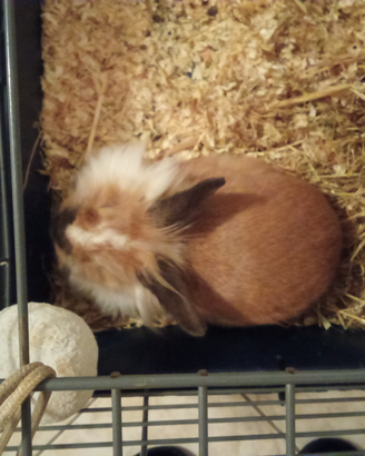 Pensione x piccoli animali