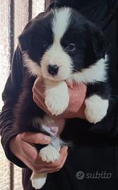 Cuccioli di Border collie