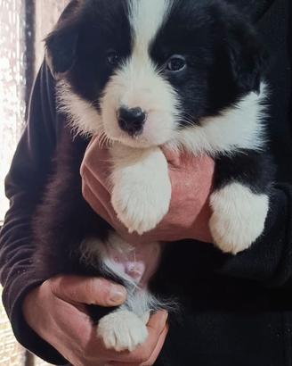 Cuccioli di Border collie