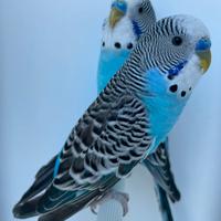 Cocorite o Ondulati di colore