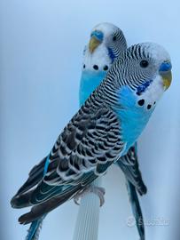 Cocorite o Ondulati di colore