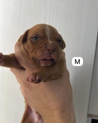 Cuccioli pitbull ukc red nose