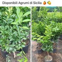 Piante di Agrumi