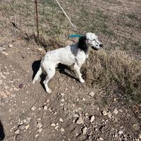Setter inglese pedigree