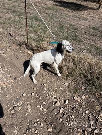 Setter inglese pedigree