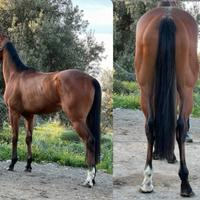 Cavallo castrone purosangue inglese psi