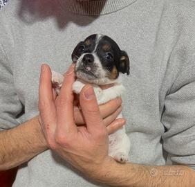 Cuccioli jack russel