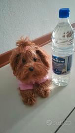 FEMMINA DI BARBONCINO taglia mini_small