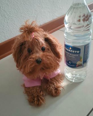 FEMMINA DI BARBONCINO taglia mini_small