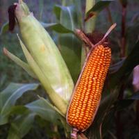 MAIS-GRANOTURCO per uso zootecnico