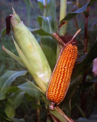 MAIS-GRANOTURCO per uso zootecnico