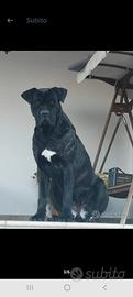 cane corso