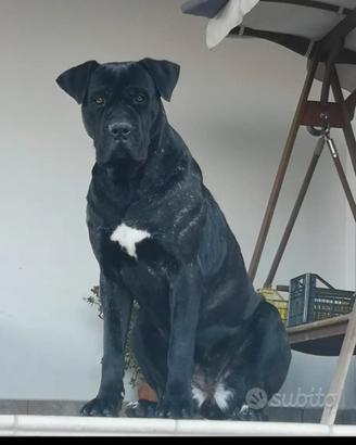 cane corso
