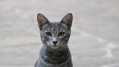 Gattino grigio tigrato
