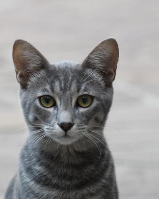 Gattino grigio tigrato