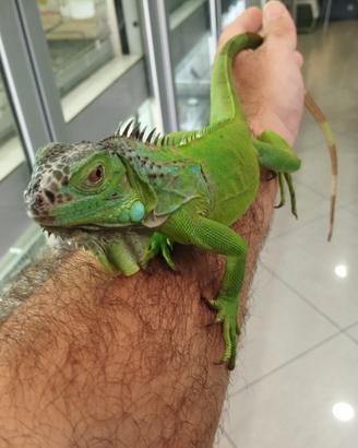 Iguana verde