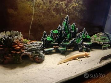 acquario 