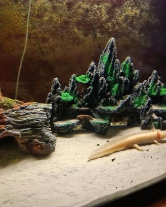 acquario