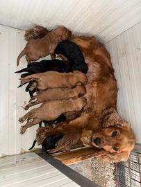 Cocker spaniel