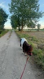Mini pony