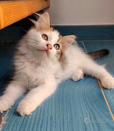 Gattino siberiano pelo ipoallergenico