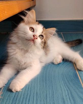 Gattino siberiano pelo ipoallergenico