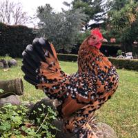 Galline