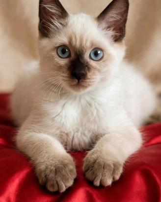 Splendidi cuccioli di gatto Siamese