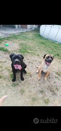 Immediato Cane corso