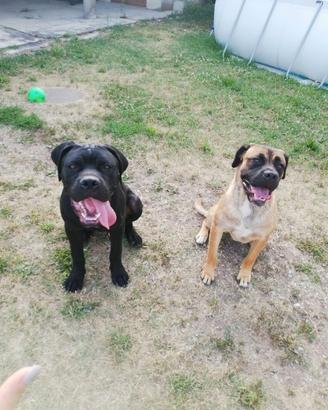 Immediato Cane corso