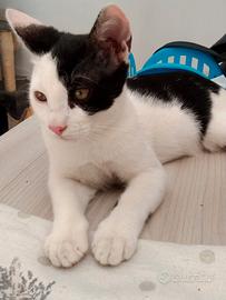 Si da in adozione 1 gatto maschio