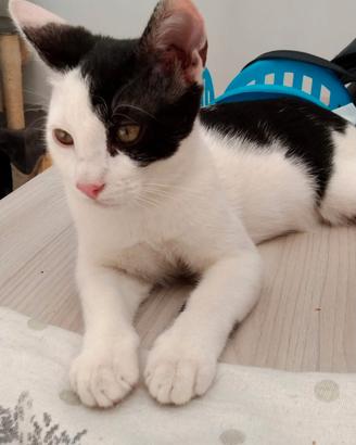 Si da in adozione 1 gatto maschio