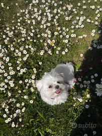 Maltese Toy 2 anni
