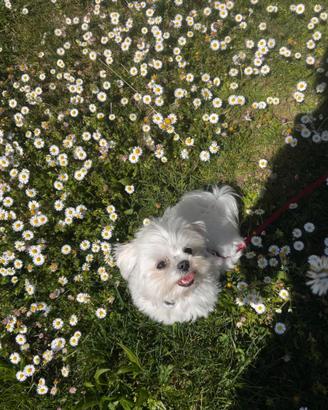 Maltese Toy 2 anni