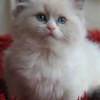NEVEAH gattina razza RAGDOLL con pedigree
