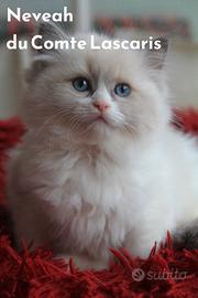 NEVEAH gattina razza RAGDOLL con pedigree