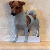 Jack Russell 2