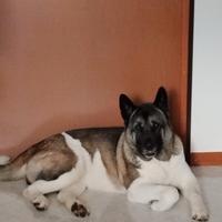 Akita Americano