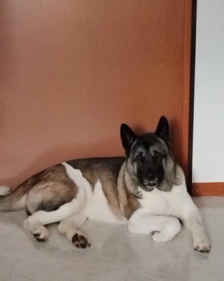 Akita Americano