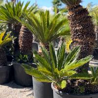 Cycas