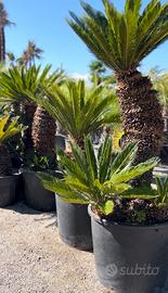 Cycas