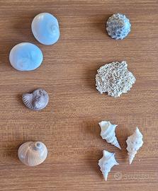 Lotto #7 conchiglie marine e fossile ammonite