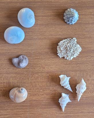 Lotto #7 conchiglie marine e fossile ammonite
