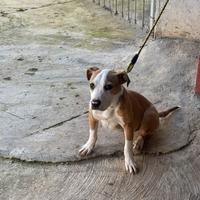 Disponibile cagnolina