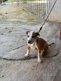 Disponibile cagnolina